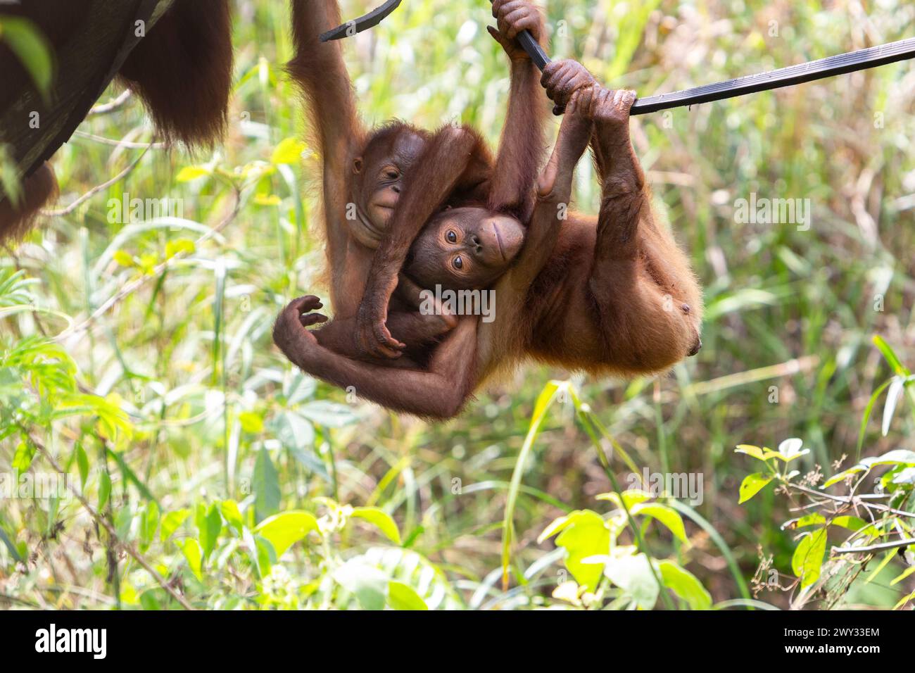 Orangutan at Borneo Orangutan Survival (BOS) Foundation, East ...