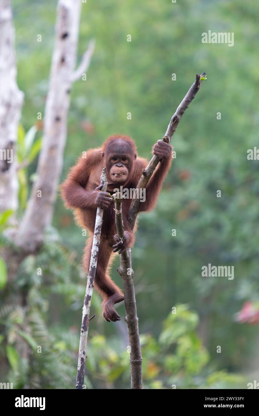 Orangutan at Borneo Orangutan Survival (BOS) Foundation, East ...