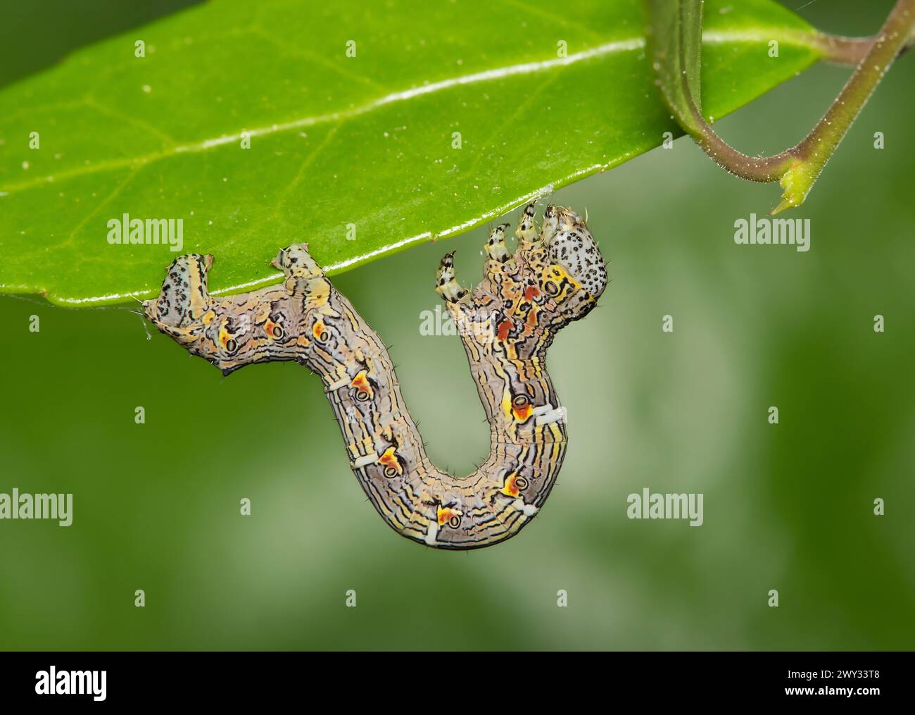 Holly ilex caterpillar hi-res stock photography and images - Alamy