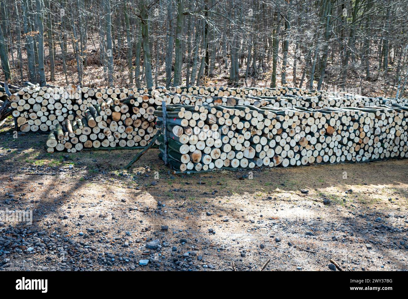 A woodpile of chopped lumber in the forest. A big pile of cut down beech trees. Deforestation. Stock Photo