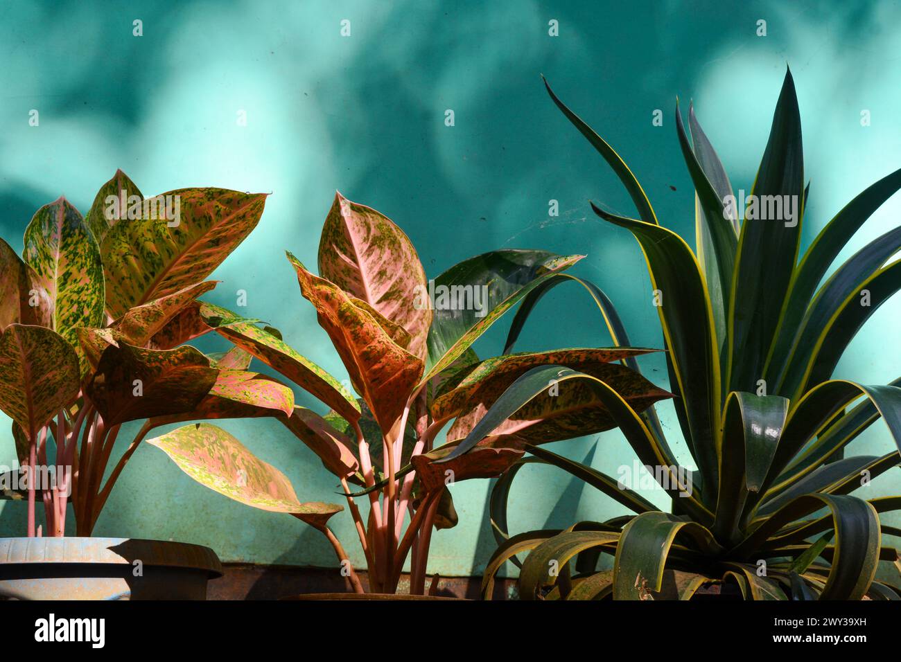 View of tropical plants from south east asia country Stock Photo - Alamy
