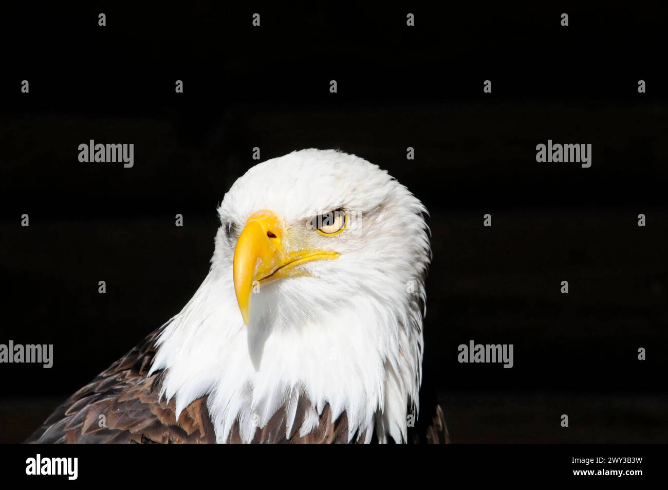 Bald eagle, Haliaeetus leucocephalus, frontal view of a bald eagle on a black background, effective view, captive, Fuerstenfeld Monastery Stock Photo
