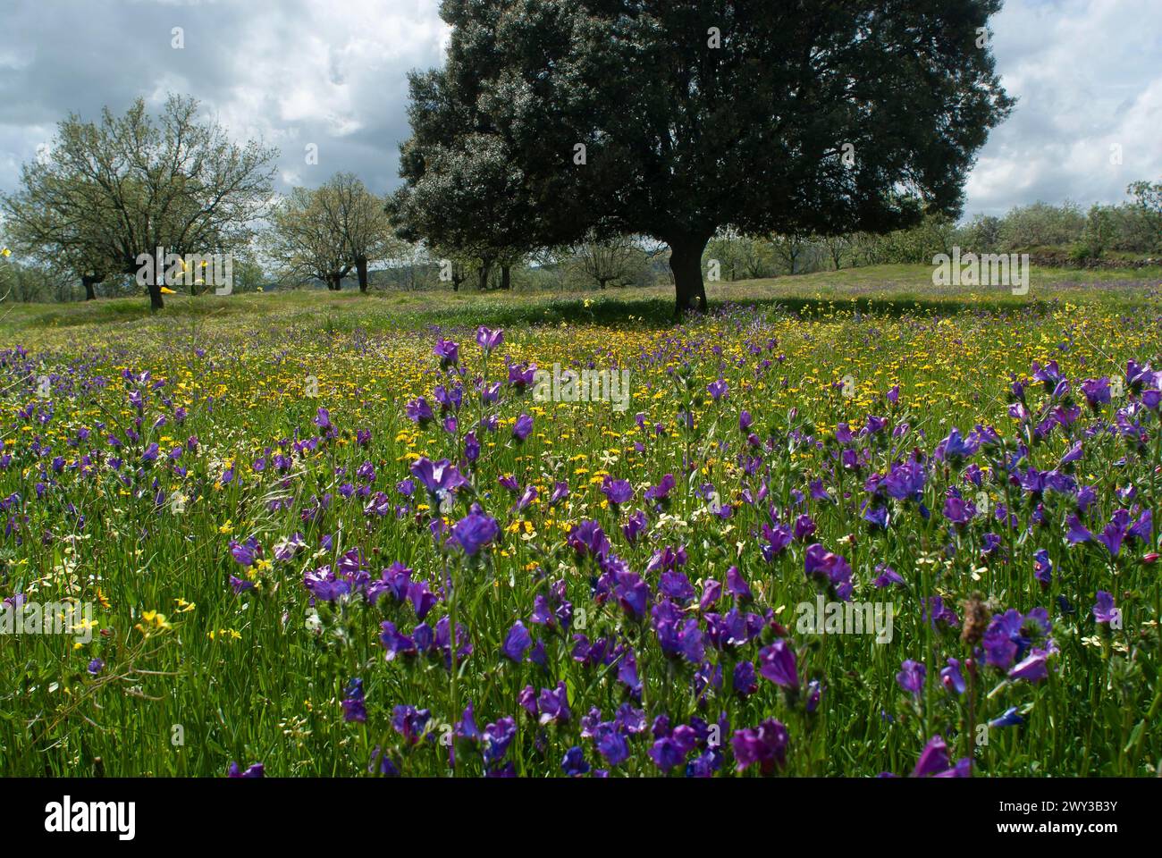 Holm oaks (Quercus ilex) with flowering meadow, Extremadura, Spain Stock Photo