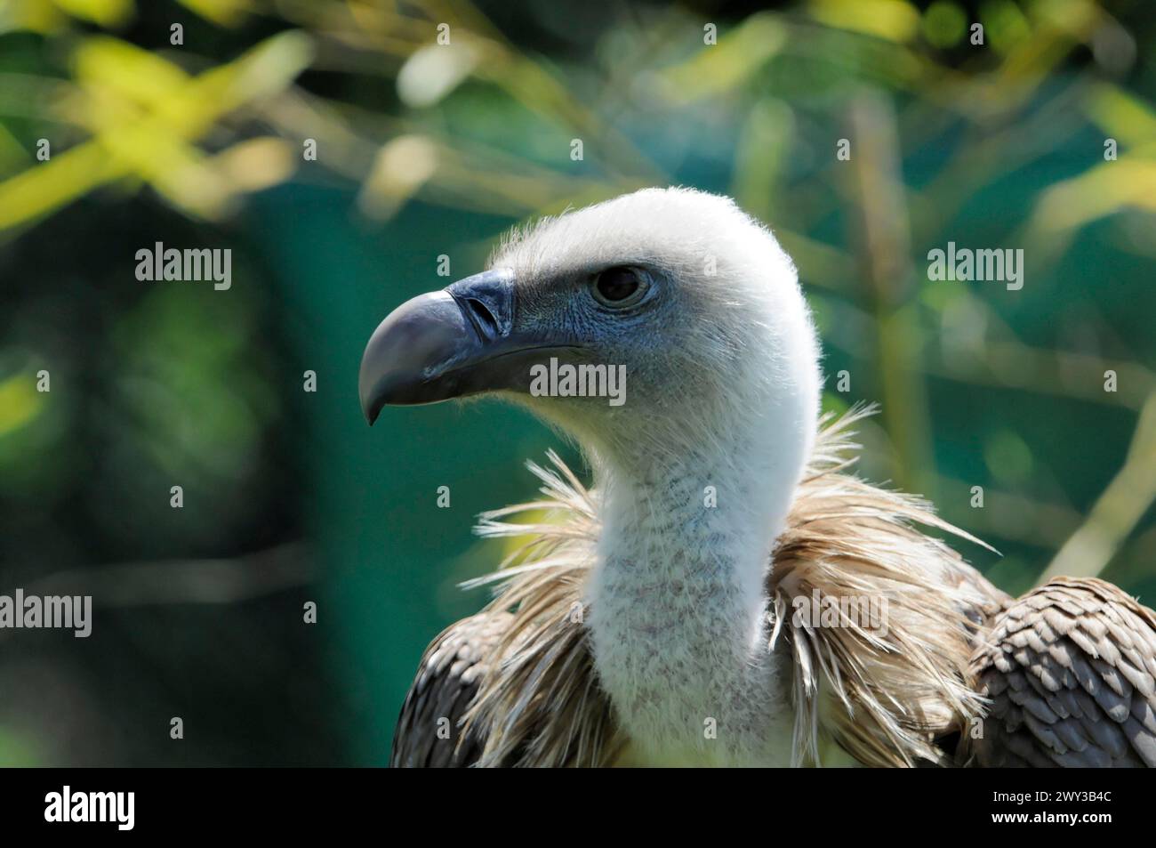 Griffon vulture (Gyps fulvus) vulture head with white plumage and brown shoulder feathers against a green background, captive, Fuerstenfeld Stock Photo