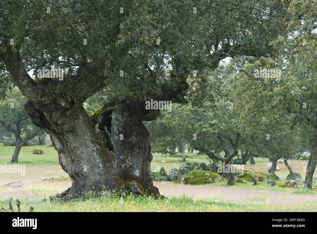 Old holm oaks (Quercus ilex), Extremadura, Spain Stock Photo