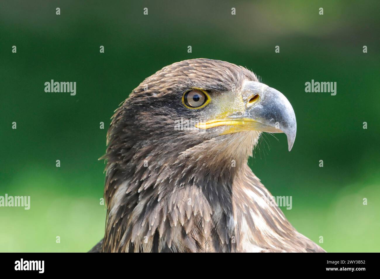 Bald eagle (Haliaeetus Leucocephalus), Fuerstenfeld Monastery, close-up of an eagle with a yellow beak against a blurred green background, (Captive) Stock Photo