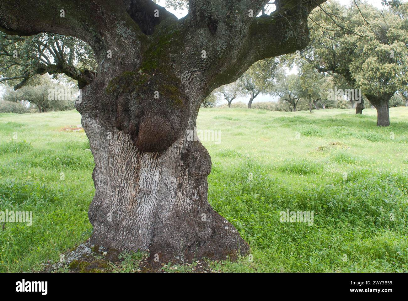 Old holm oaks (Quercus ilex), Extremadura, Spain Stock Photo
