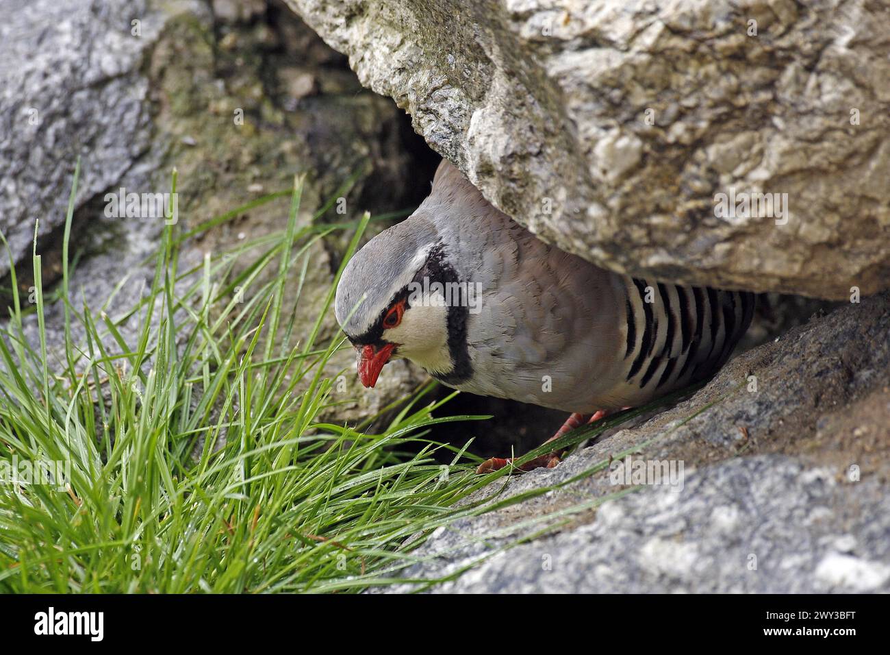 Rock partridge (Alectoris graeca), mountains Stock Photo