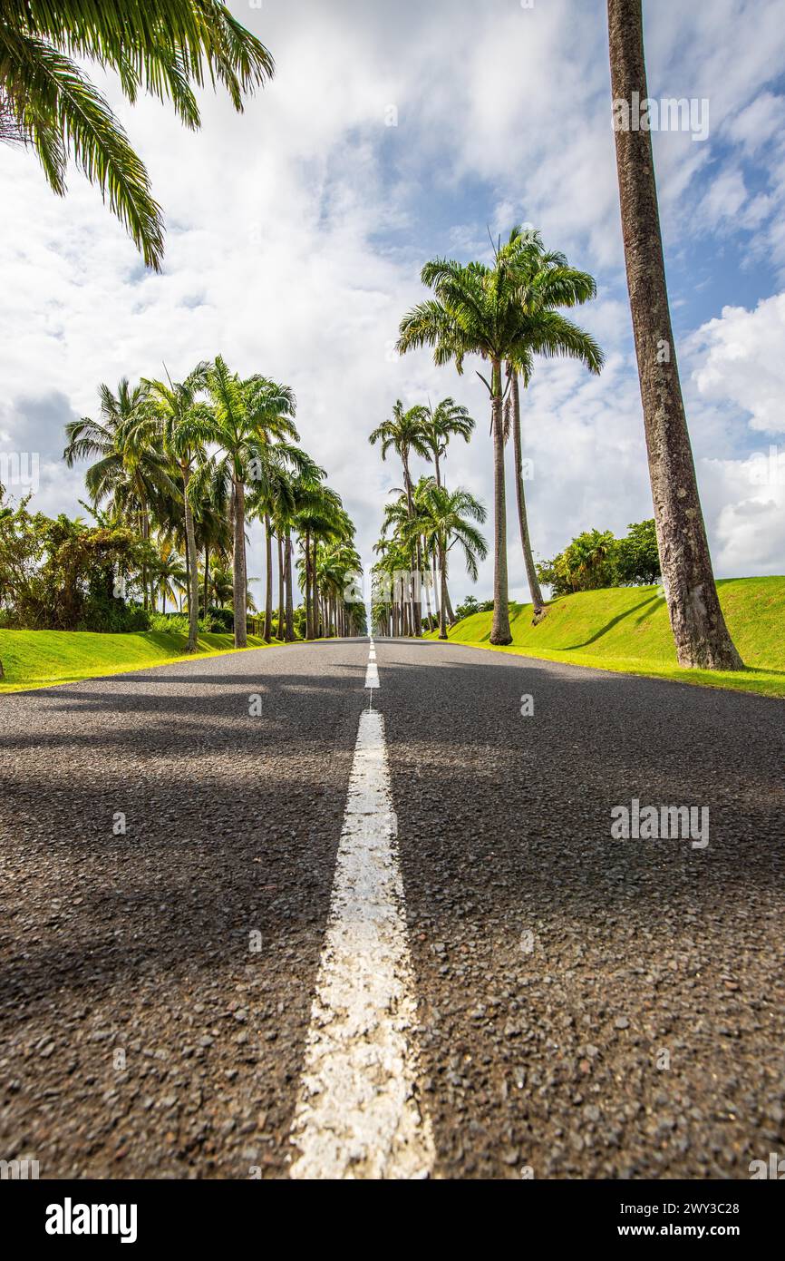 The famous palm avenue l'Allee Dumanoir. Landscape shot from the centre