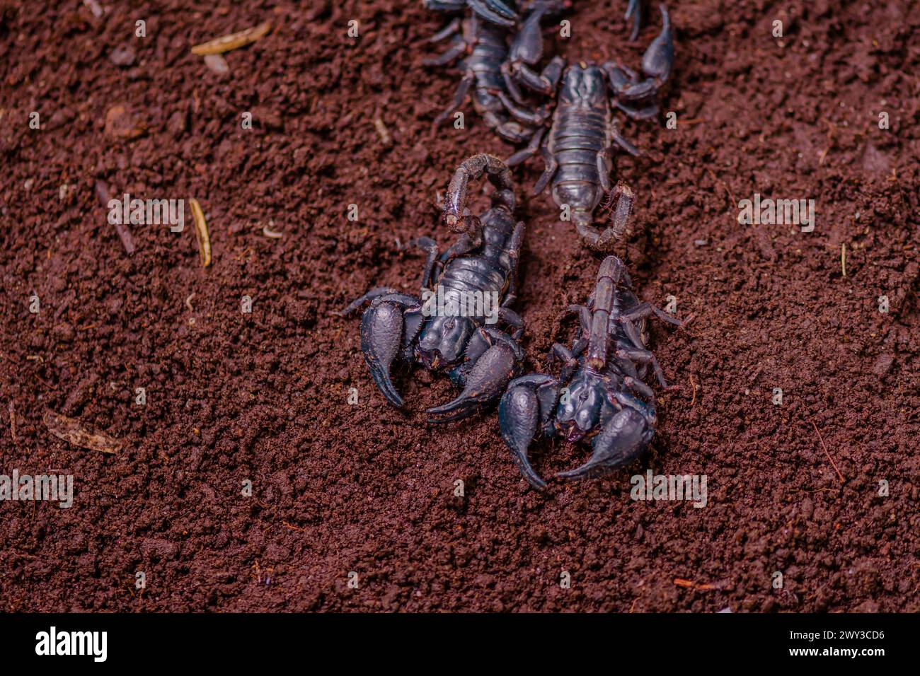 Top view of large black scorpions on bed of moist dirt in Thailand Stock Photo