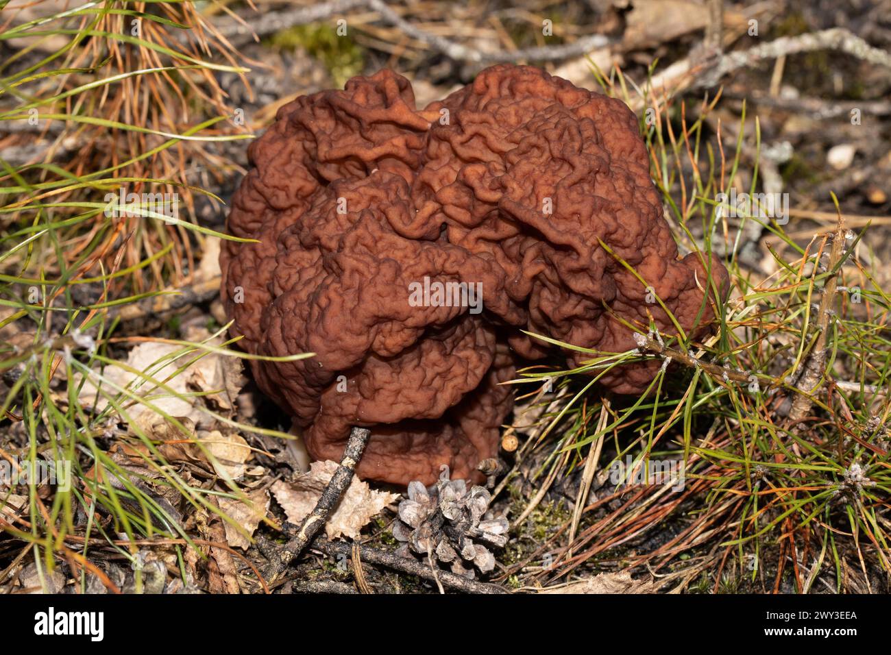 Spring Lorikeet maroon brain-like fruiting body in needle litter Stock Photo