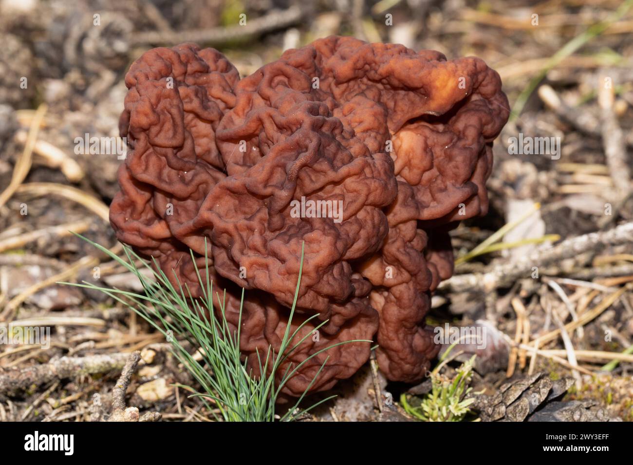Spring Lorikeet maroon brain-like fruiting body in needle litter Stock Photo
