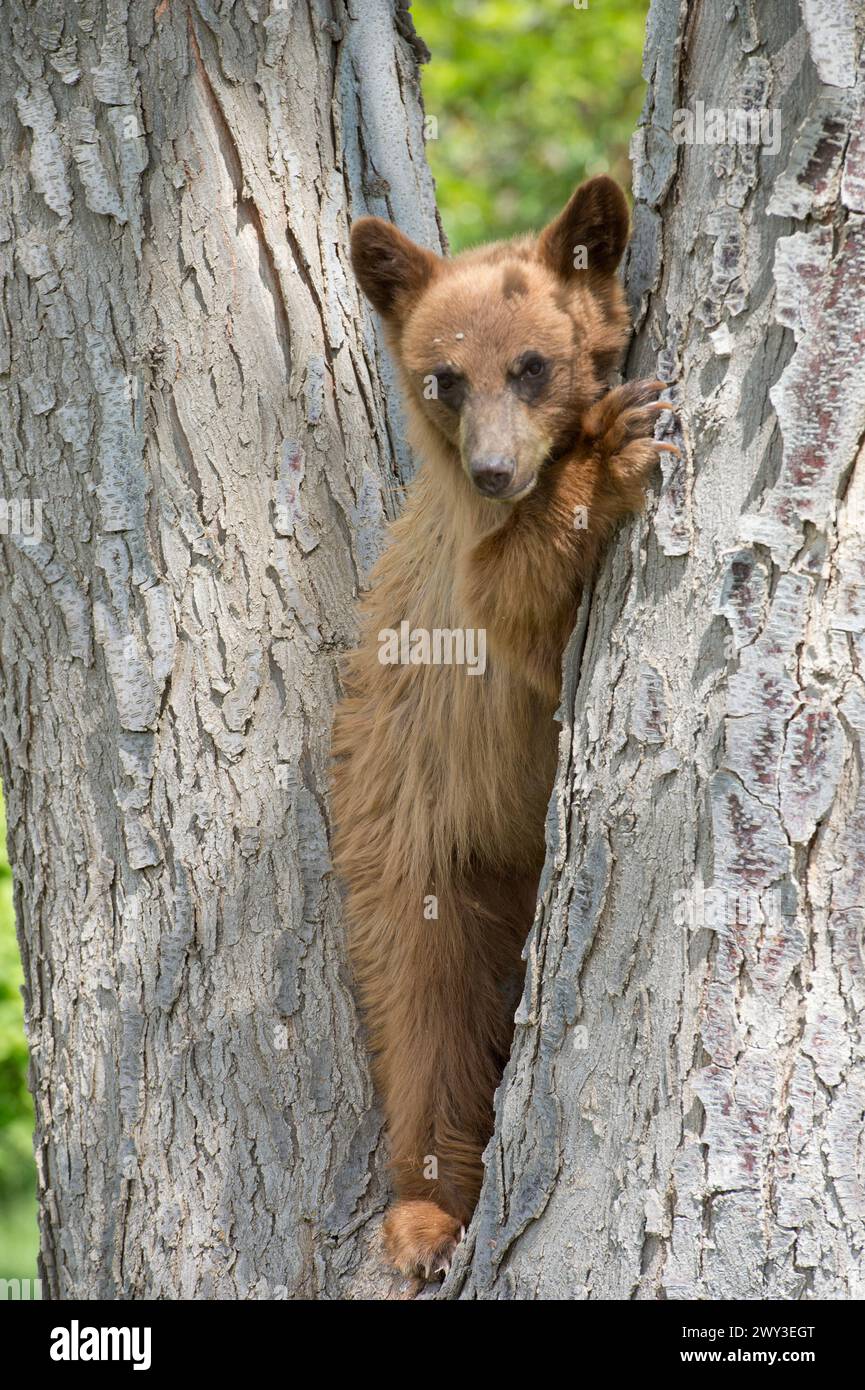 Black bear (cinnamon color phase) cub in northcentral Oregon Stock