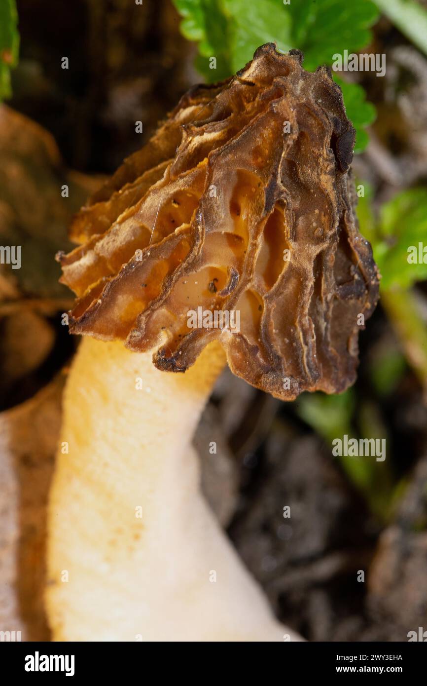 Cap morel Fruit bodies with light brown weblike caps and whitish stalk Stock Photo
