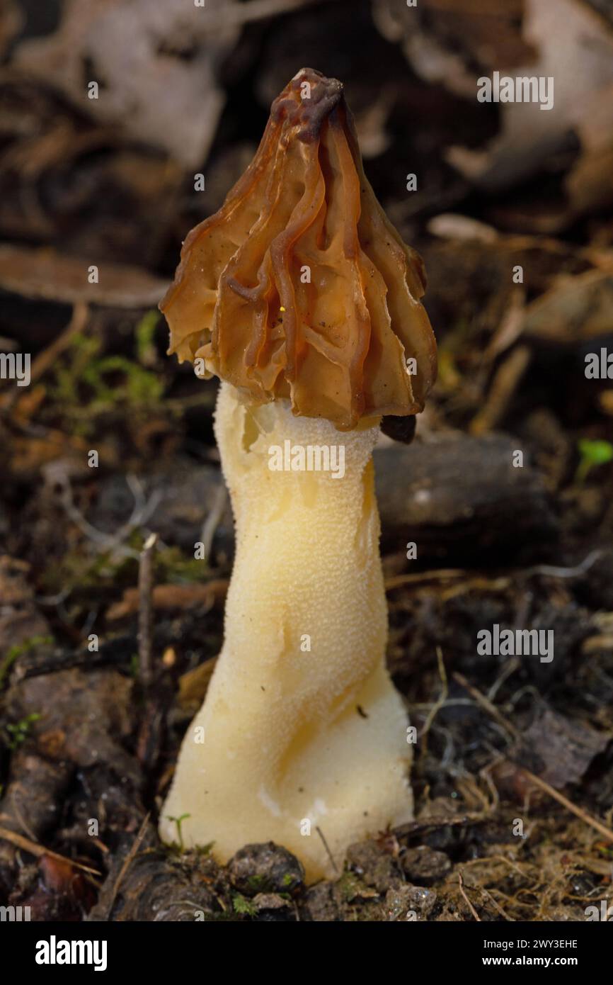 Cap morel Fruit bodies with light brown weblike caps and whitish stalk in soil in front of brown leaves Stock Photo