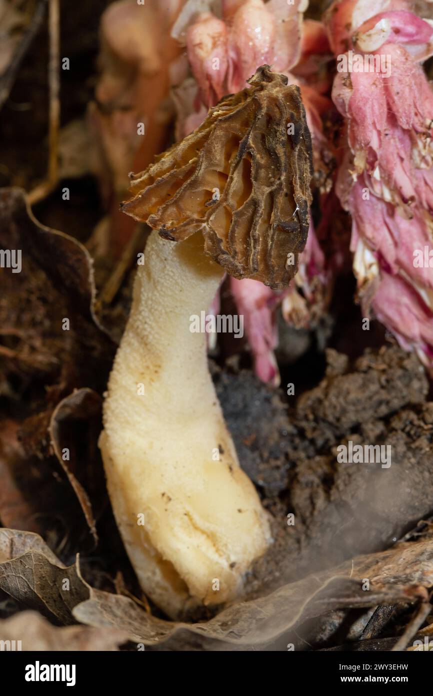 Cap morel Fruiting body with light brown weblike caps and whitish stalk in front of scaly root Stock Photo