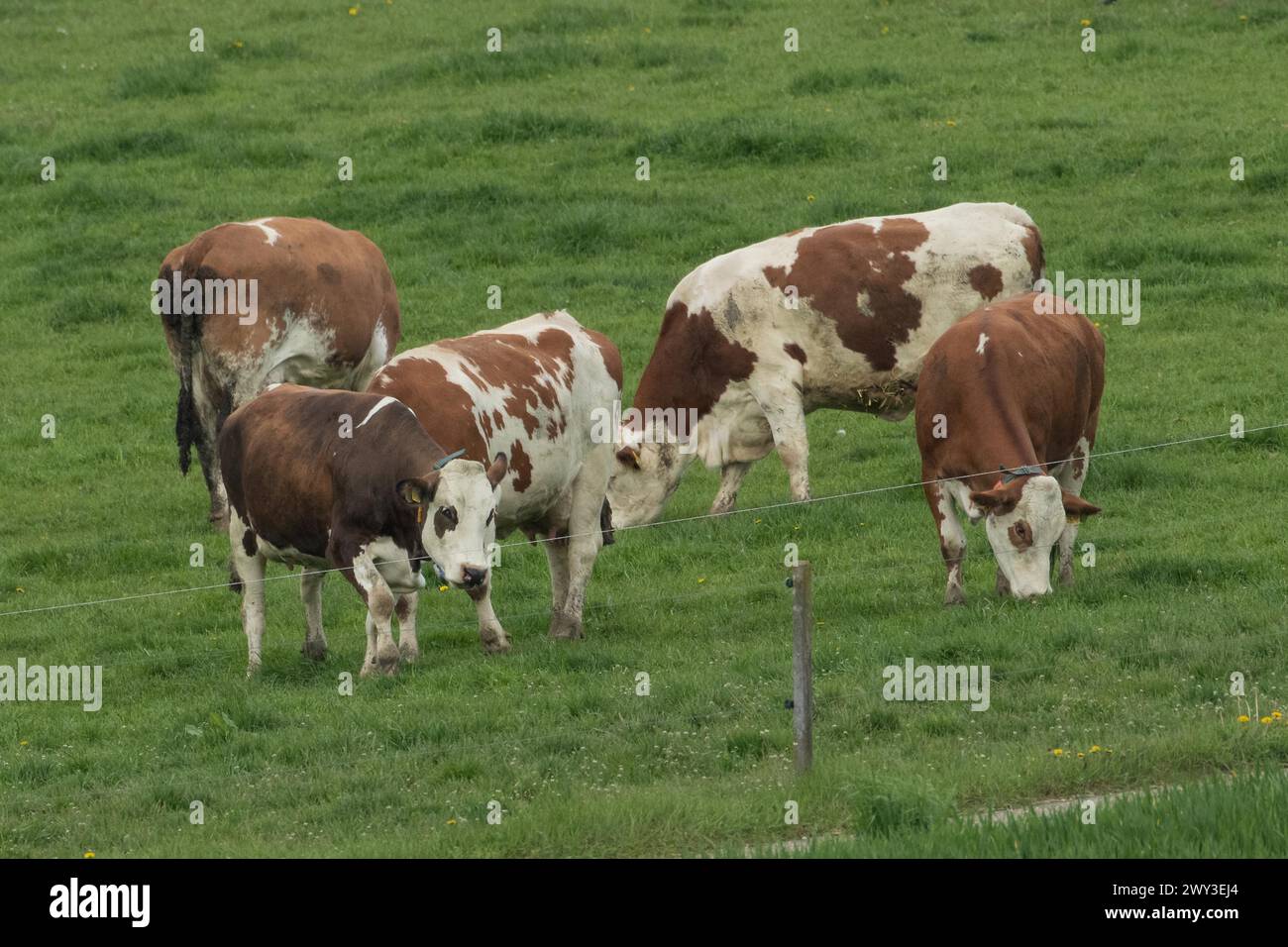 Cattle five animals standing on pasture in green grass eating different seeing Stock Photo