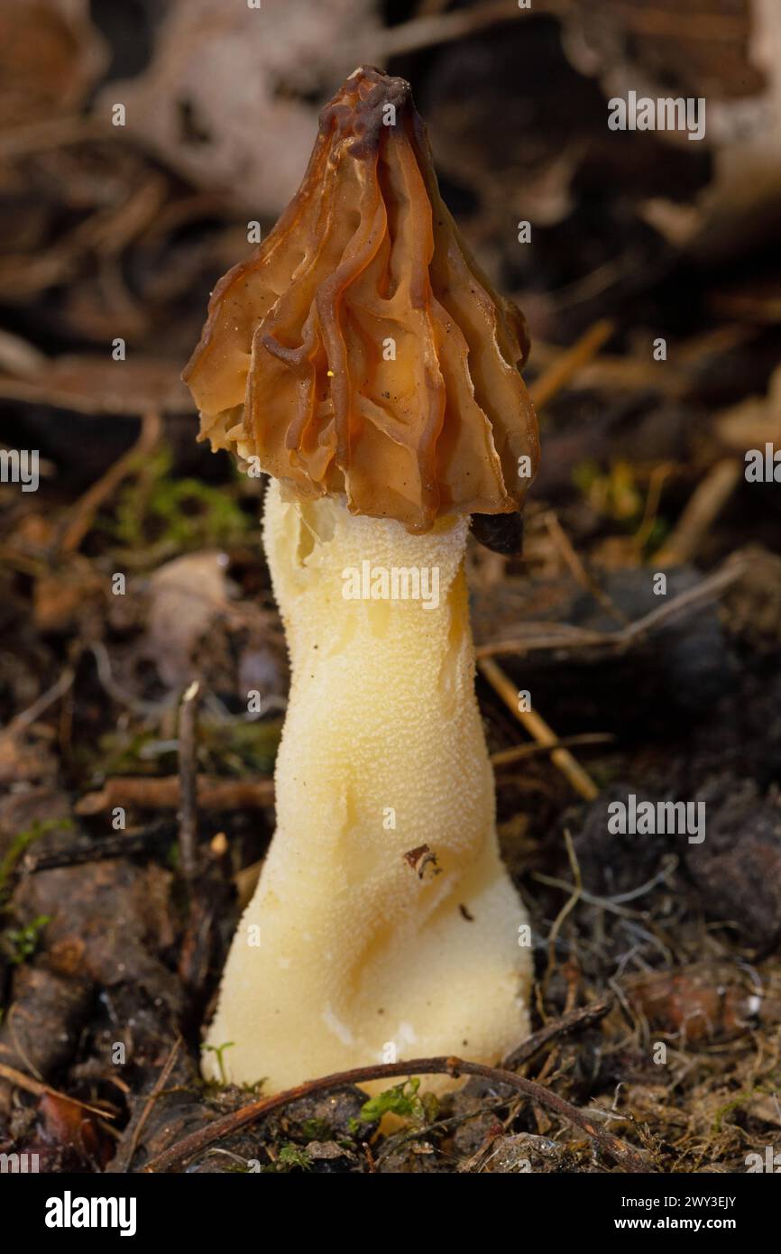 Cap morel Fruit bodies with light brown weblike caps and whitish stalk in soil Stock Photo