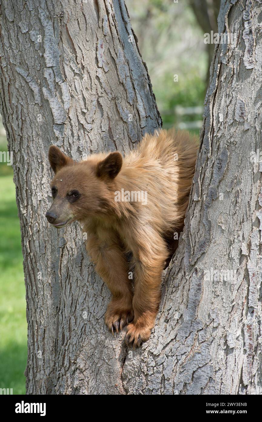 Black bear (cinnamon color phase) cub in northcentral Oregon Stock