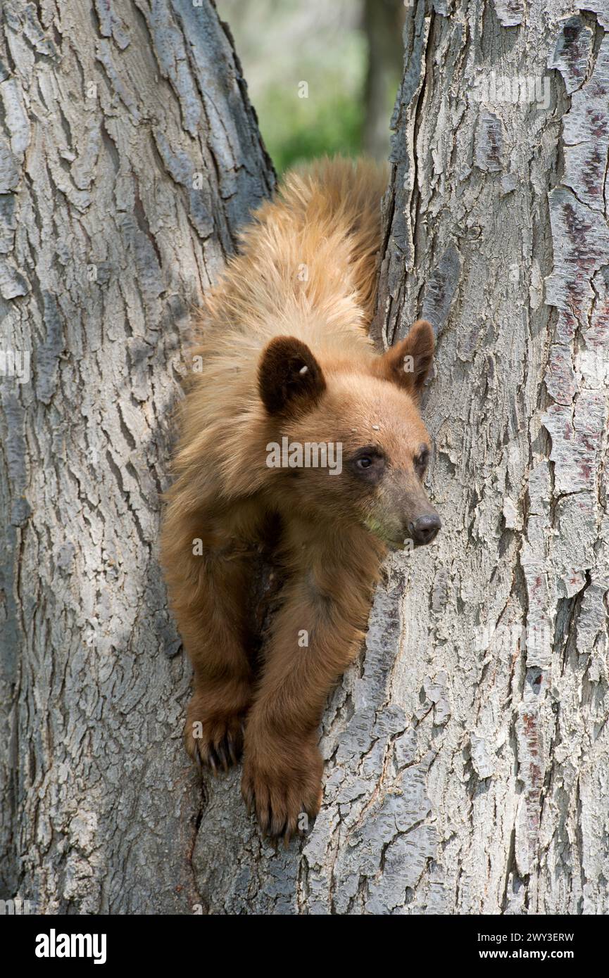 Black bear (cinnamon color phase) cub in northcentral Oregon Stock