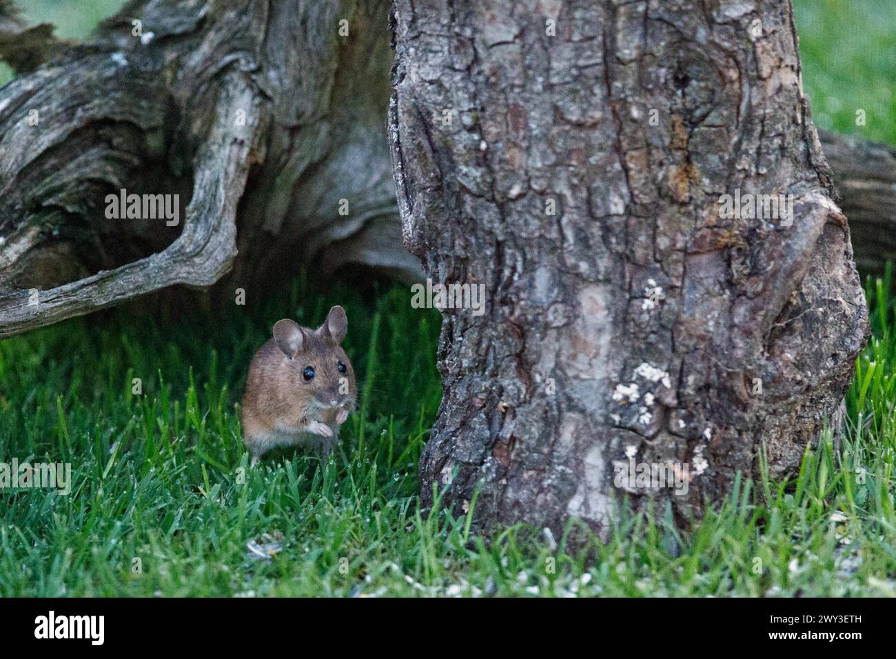 Wood mouse standing in green grass looking down next to tree root Stock Photo
