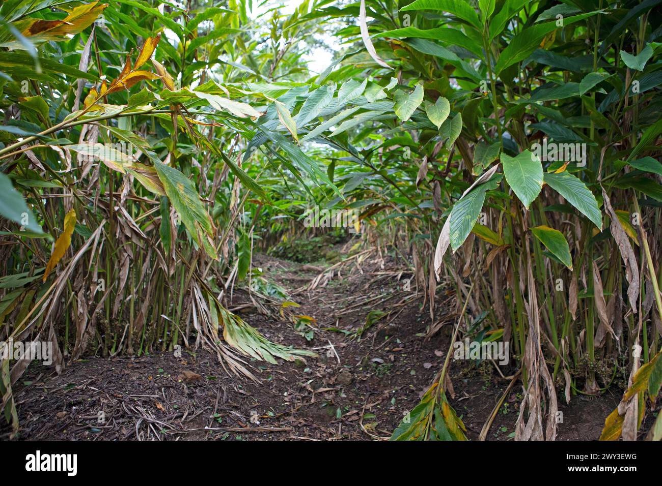 Path through a cardamom plantation, Cadamom Hills, Munnar, Kerala ...