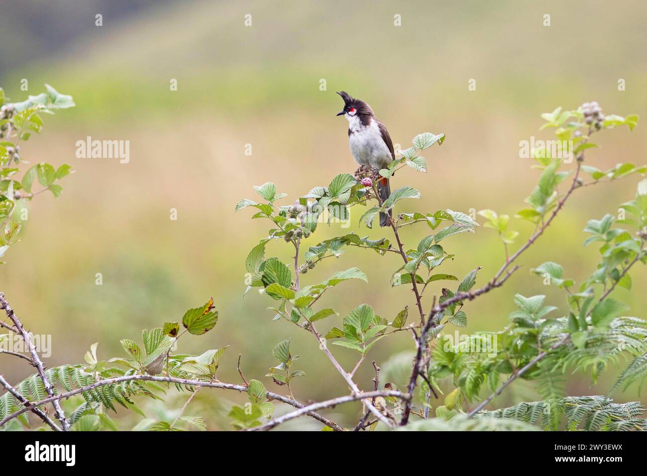 Red-vented Bulbul (Pycnonotus cafer) or Sooty Bulbul in Eravikulam ...