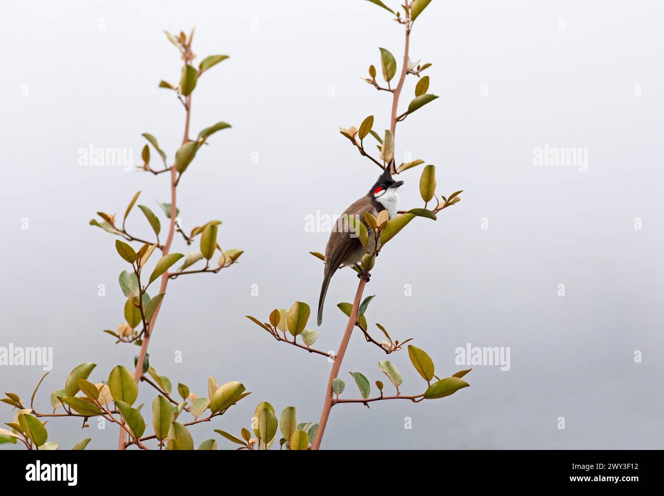 Red-vented Bulbul (Pycnonotus cafer) or Sooty Bulbul in Eravikulam ...