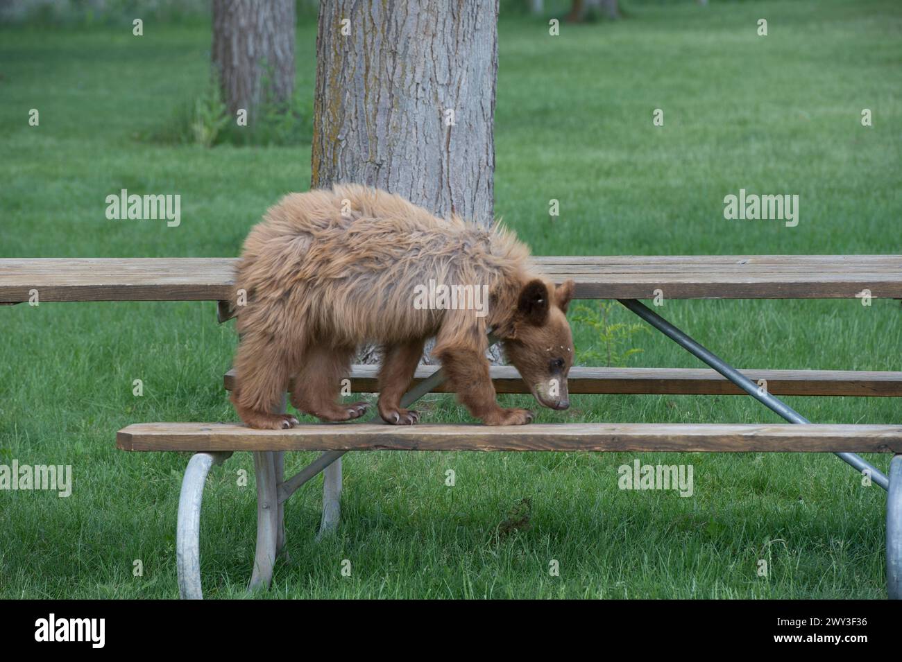 Black (cinnamon) bear cub on picnic table in northcentral Oregon Stock Photo Alamy