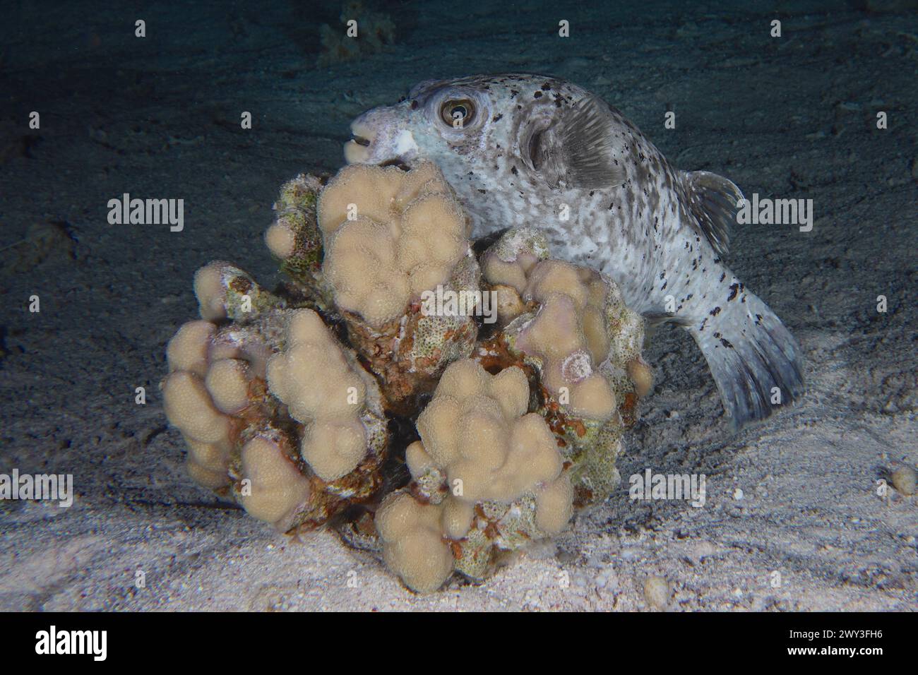 A masked pufferfish (Arothron diadematus) seeks shelter behind a stony coral (Acropora) at night, dive site Shaab Claudia Reef, Red Sea, Egypt Stock Photo