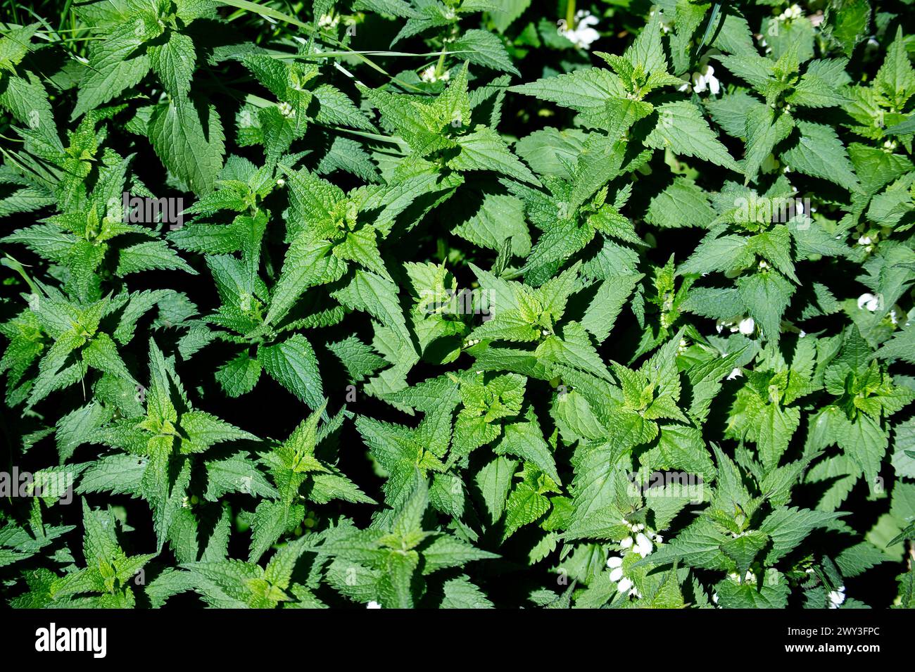 Elongated sting hi-res stock photography and images - Alamy