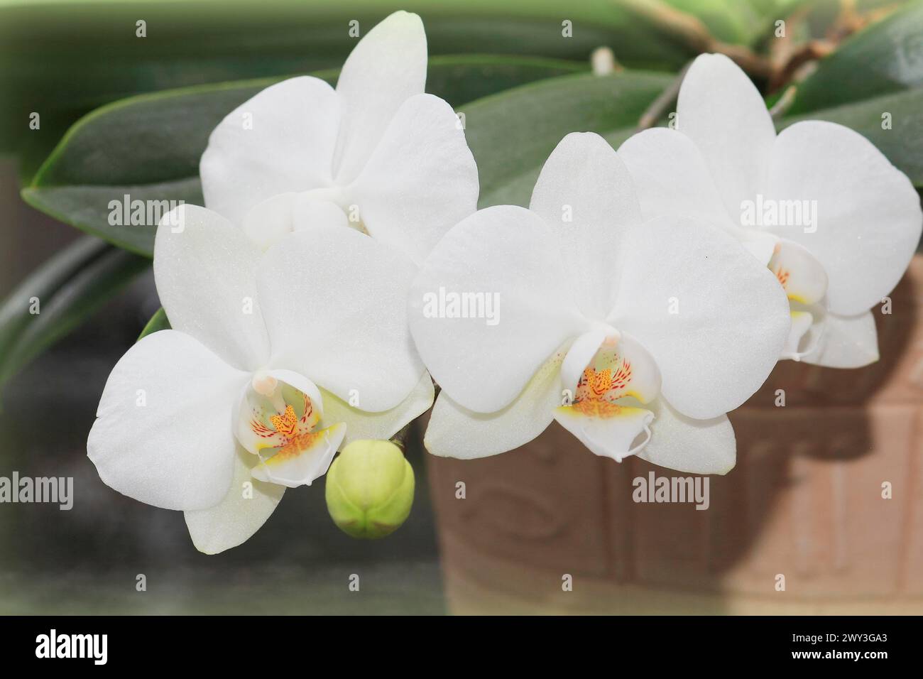 White orchid (Phalaenopsis), flowers in a flower pot, North Rhine-Westphalia, Germany Stock Photo