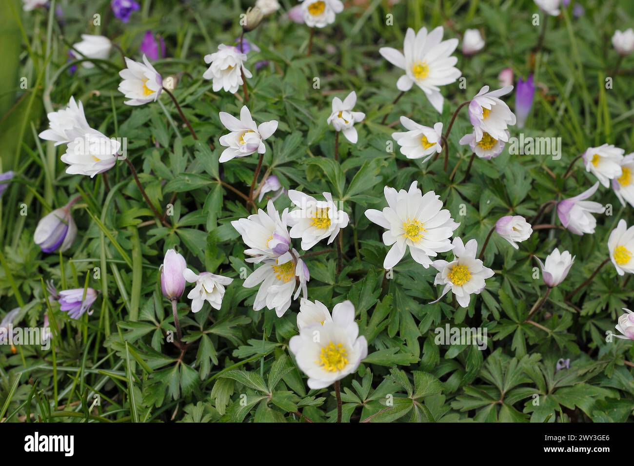 Wood anemone (Anemonoides nemorosa) (syn.: Anemone nemorosa), flowers and buds, North Rhine-Westphalia, Germany Stock Photo