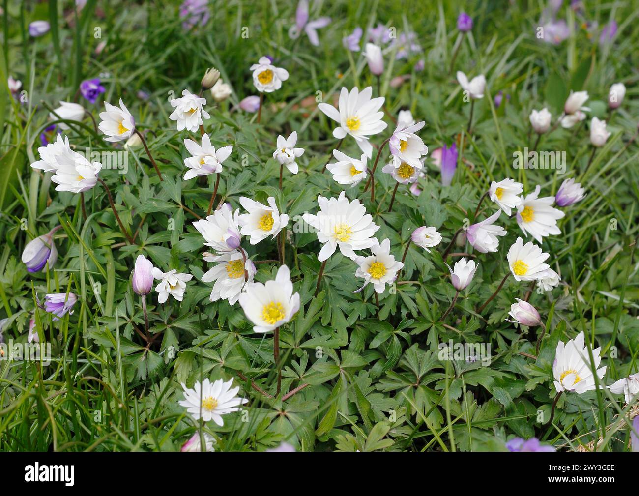 Wood anemone (Anemonoides nemorosa) (syn.: Anemone nemorosa), flowers ...