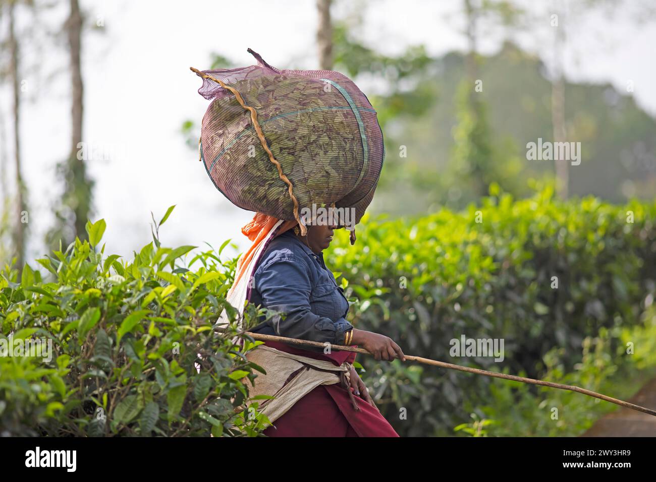 Indian tea picker carrying a big bag of tea leaves on her head, Munnar, Kerala, India Stock Photo