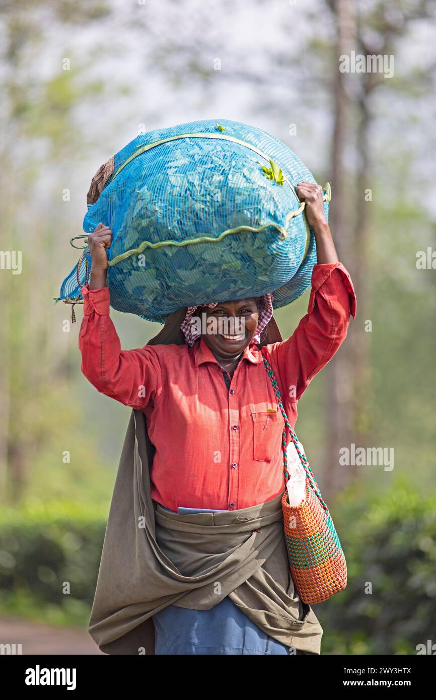 Indian tea picker carrying a big bag of tea leaves on her head, Munnar, Kerala, India Stock Photo