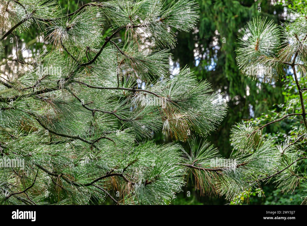 green coniferous twigs with raindrops. closeup of pine tree branches after rain in forest. Stock Photo