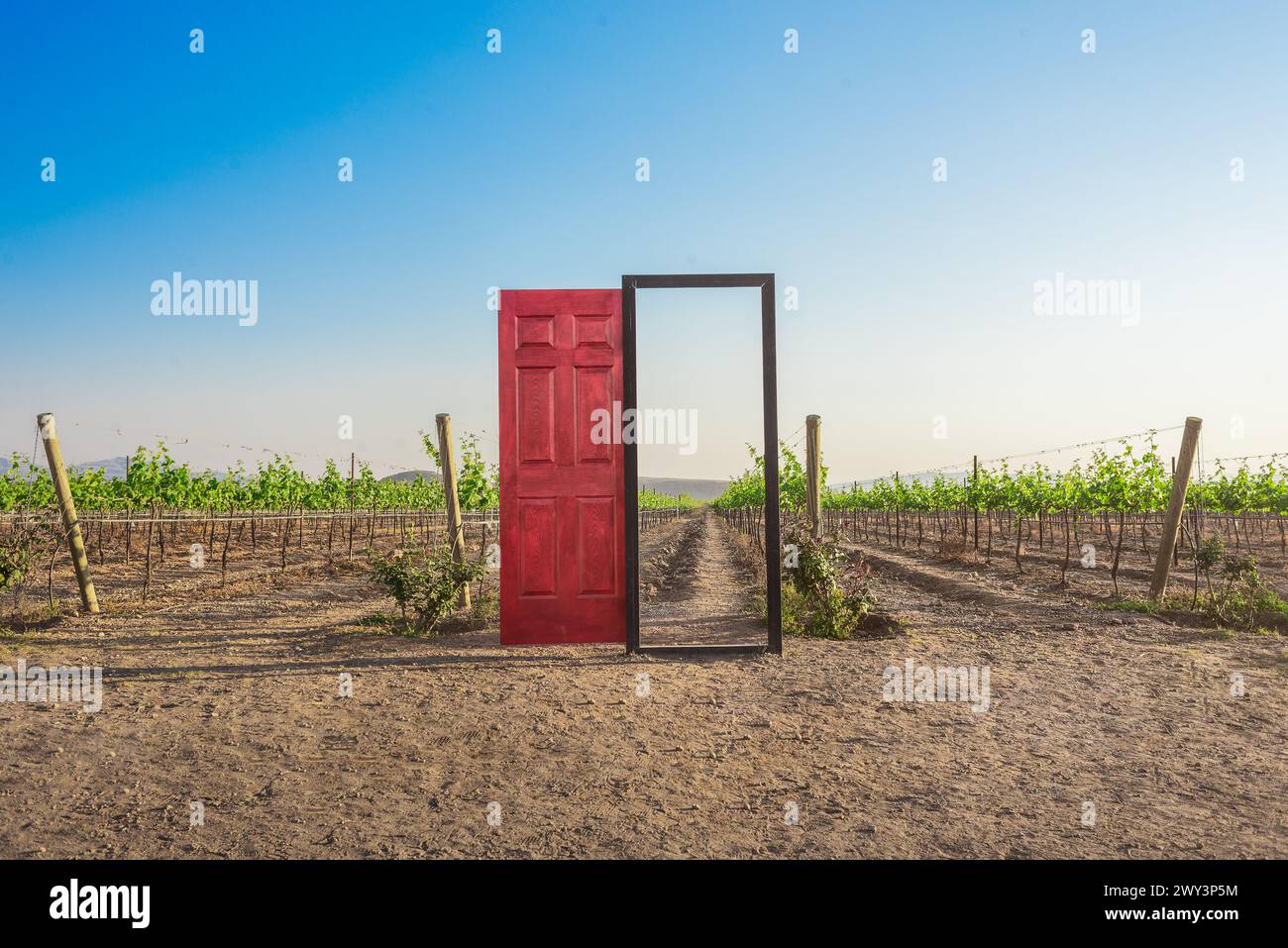 Red wooden gate facing a vineyard grape field on a summer day, countryside beauty, no people Stock Photo