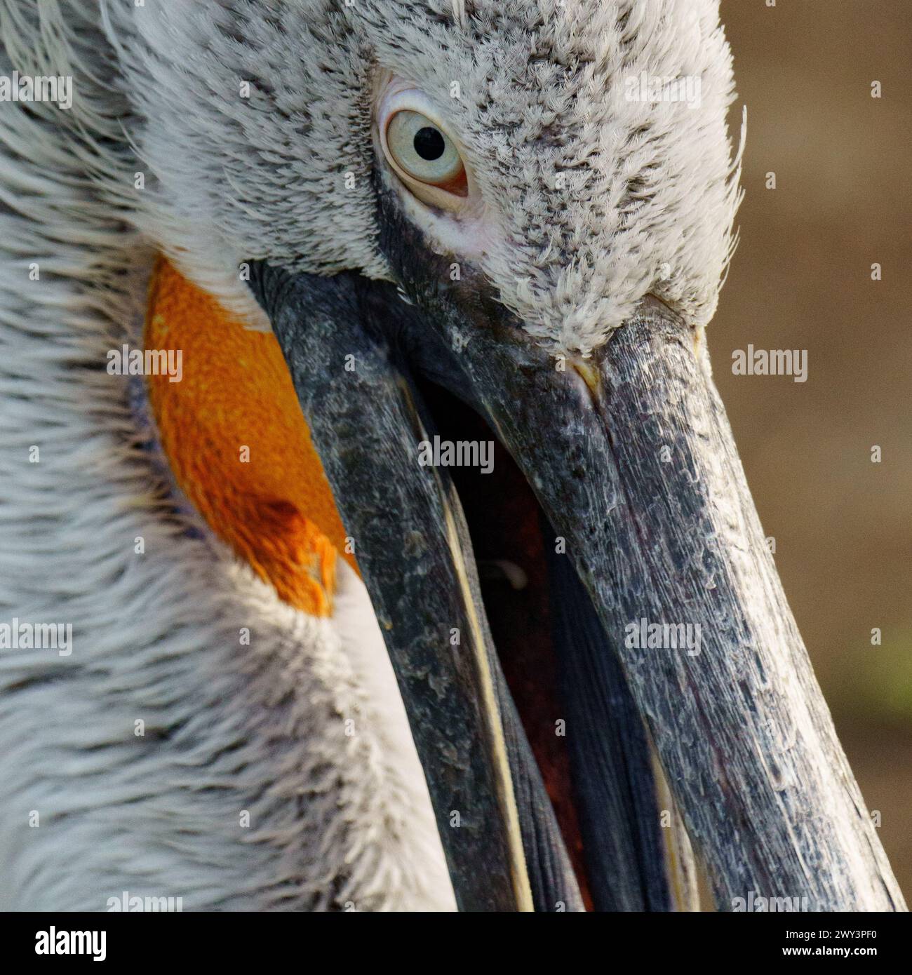 Close up ortrait of a Dalmatian Pelican (Pelecanus crispus) Stock Photo