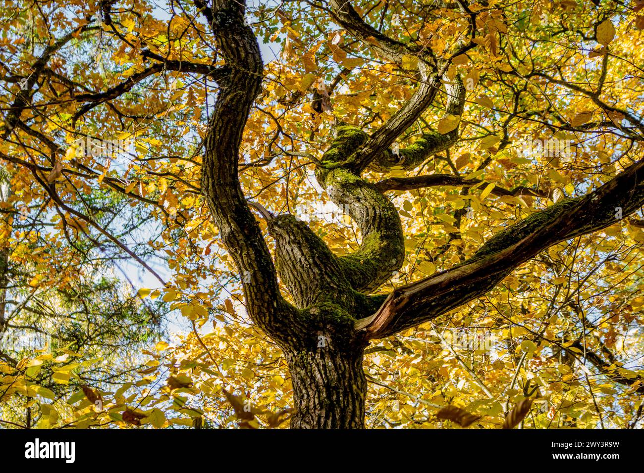 Sinuous oak trunk with yellow foliage in autumn Stock Photo