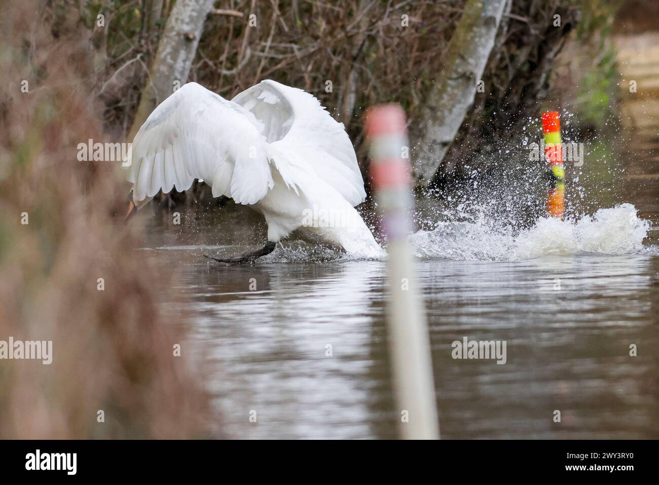 Brittens Pond, Worplesdon. 03rd April 2024. Cloudy weather with a strong breeze across the Home Counties this afternoon. A mute swan (cygnus olor) in flight at Brittens Pond in Worpleson, near Guildford, in Surrey. Credit: james jagger/Alamy Live News Stock Photo