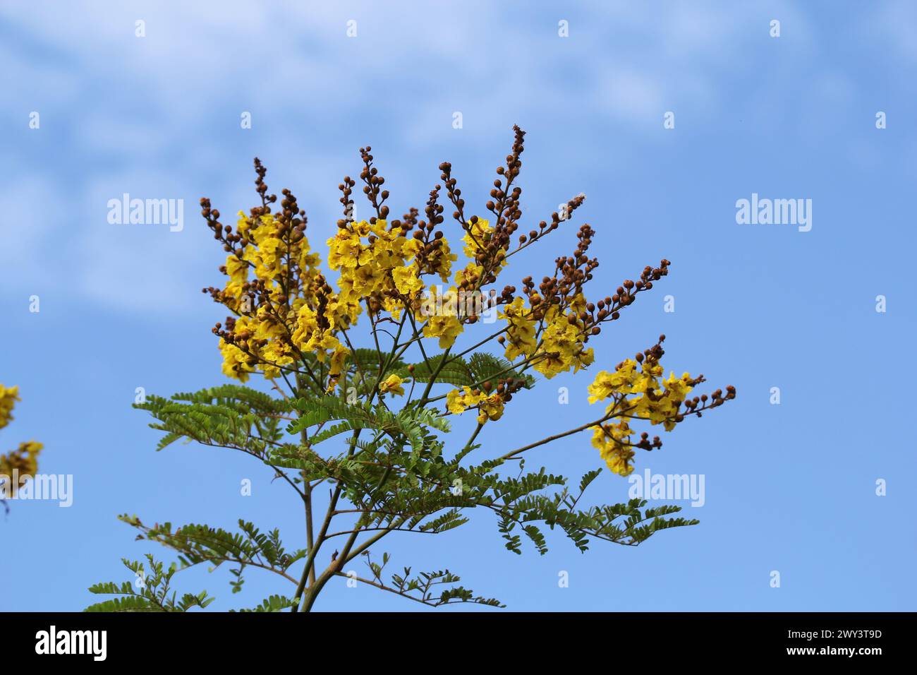 Flowers on a peltophorum pterocarpum (yellow poinciana) plant against a blue sky with clouds Stock Photo