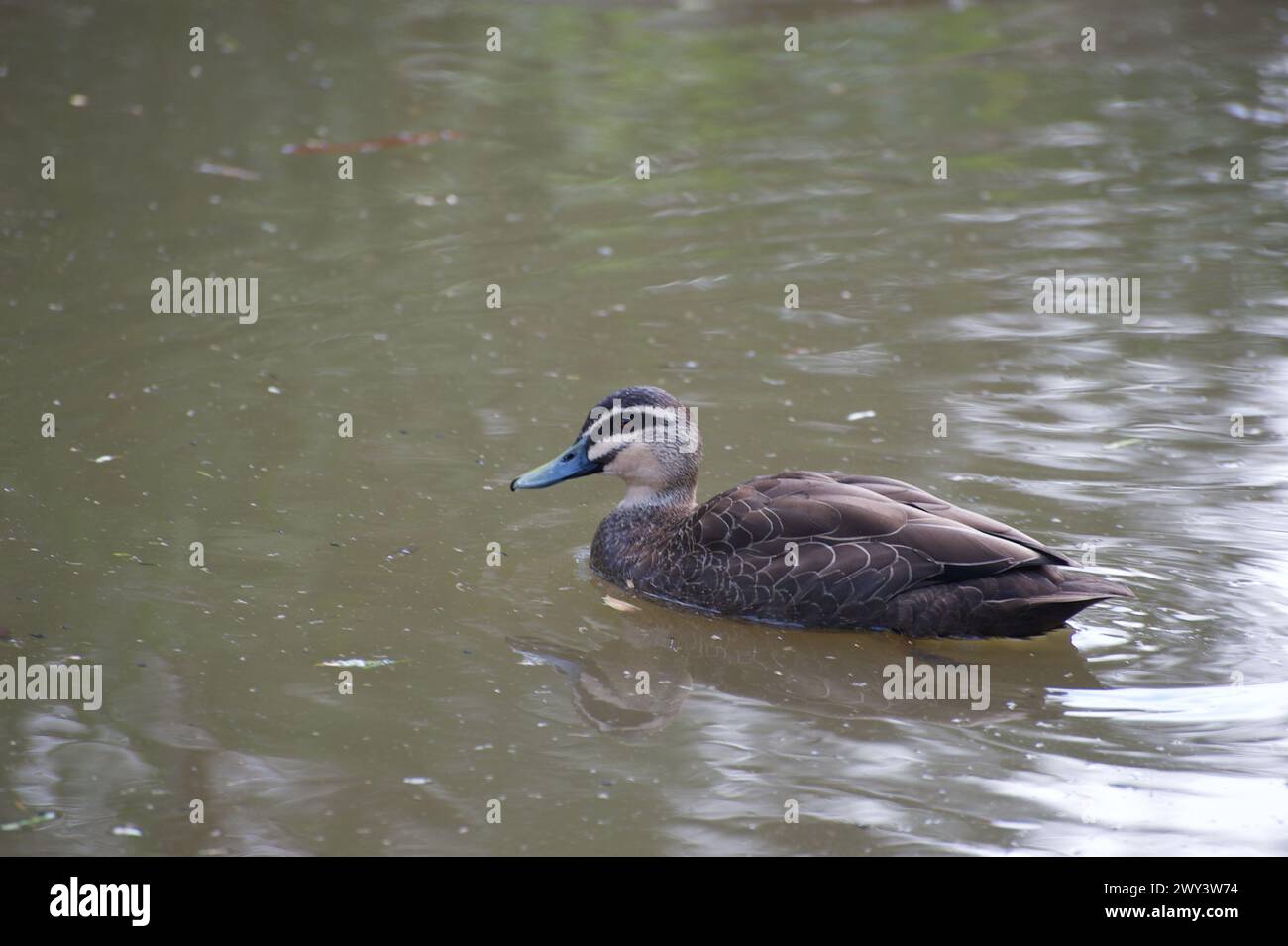 Probably the most common water bird in Australia - the Pacific Black Duck (Anas Superciliosa) can be seen anywhere there is fresh water. Stock Photo