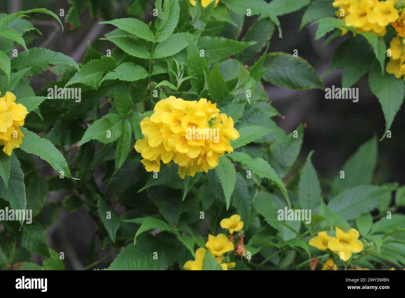 Yellow bells flowers on a tecoma stans plant in a garden Stock Photo
