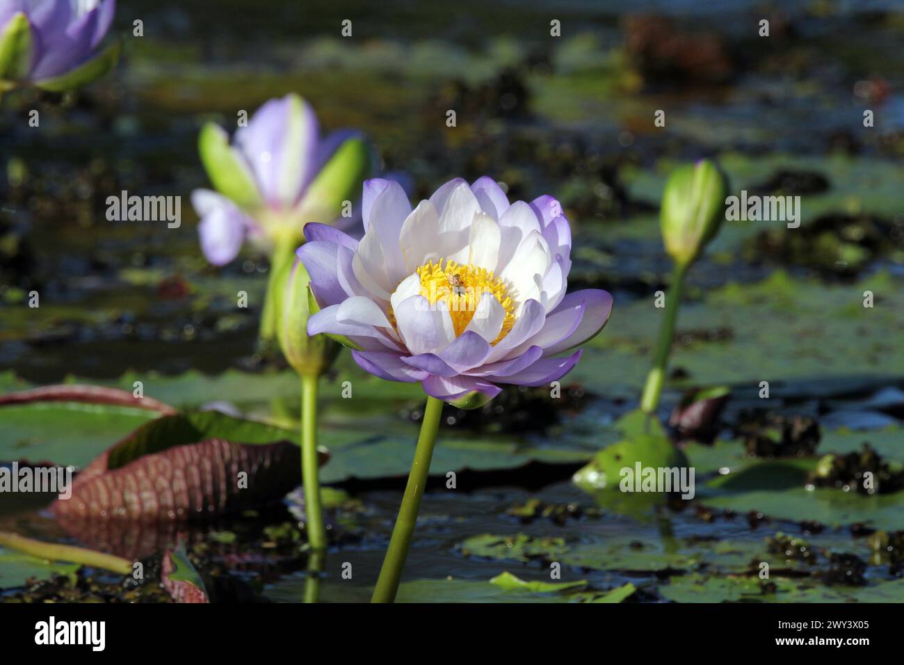 View of Lily lotus flowers hi-res stock photography and images - Alamy