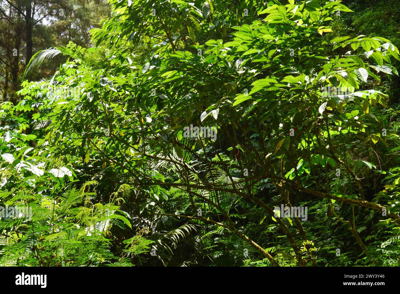View of tropical plants from south east asia country Stock Photo - Alamy