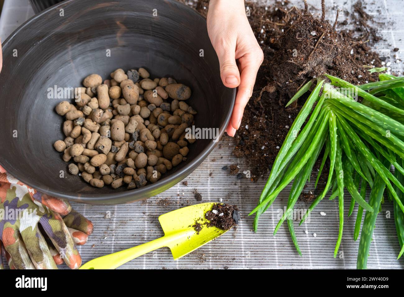 Roots growing bottom of pot hi-res stock photography and images - Alamy