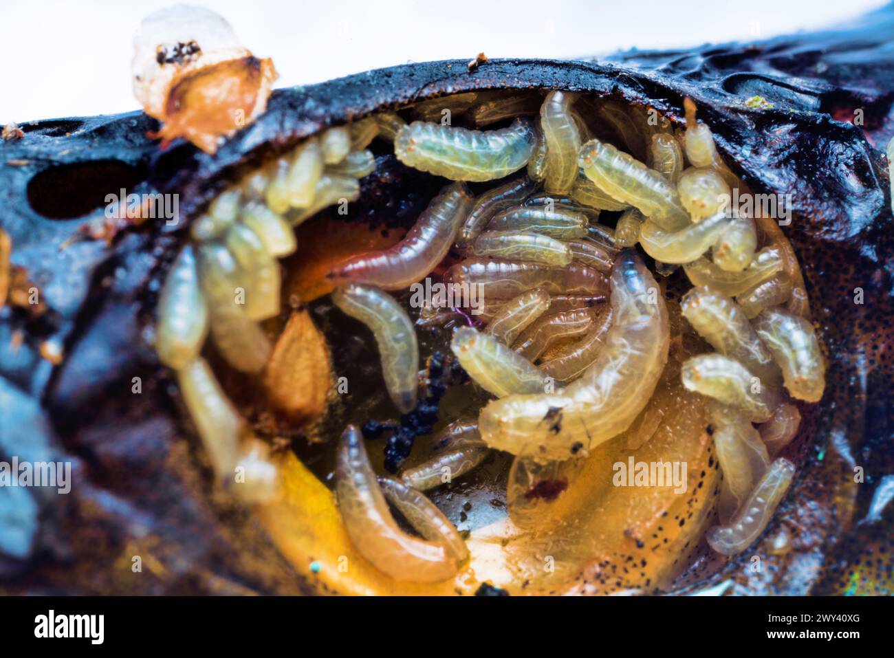 Eggs and fly larvae (pinkie) in fish eye. Larva uses pus or decomposing tissues as food; at same time, healthy cells are destroyed. Parasitic diseases Stock Photo