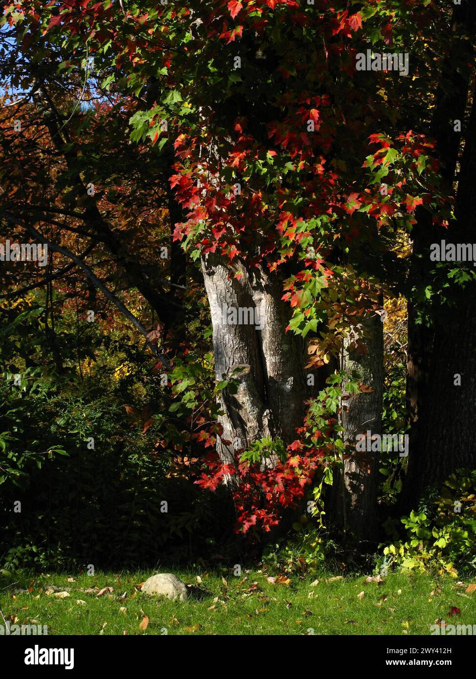 FALL COLOR TREE Stock Photo - Alamy