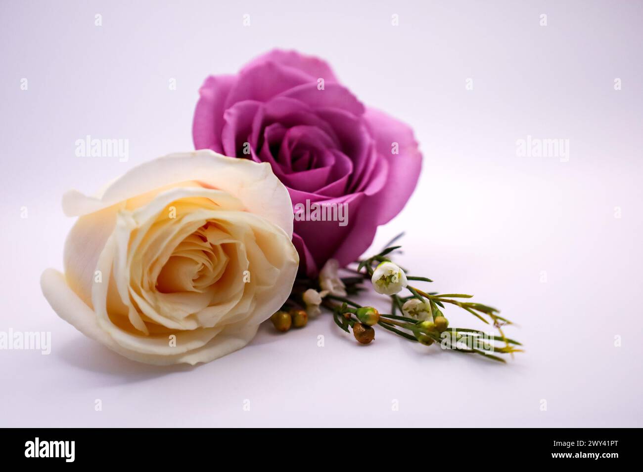 Two roses placed together on a white background Stock Photo